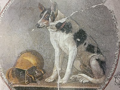 Ptolemaic mosaic of a dog and askos wine vessel from Hellenistic Egypt, dated 200-150 BC, Greco-Roman Museum of Alexandria, Egypt