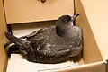 Shortailed Shearwater (Puffinus tenuirostris) Chick in a Cardboard Box