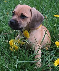 Image 17Puggle puppy (from Puppy)