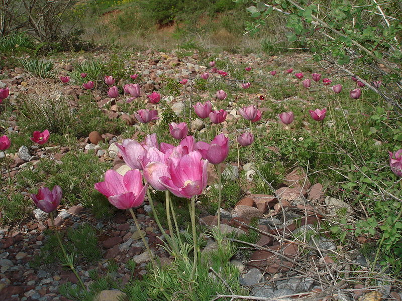 File:Pulsatilla kostyczewii.JPG