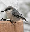 Pygmy Nuthatch (Sitta pygmaea) på en mater.jpg