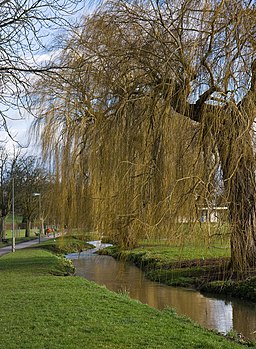 Pymme's Brook and Willows - geograph.org.uk - 1730174