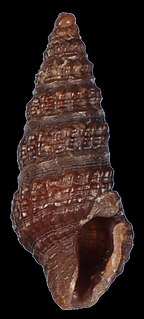 <i>Pyrgospira candace</i> Species of gastropod