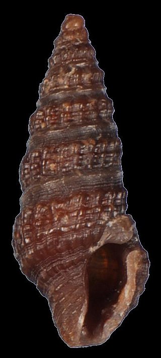 <i>Pyrgospira candace</i> Species of gastropod