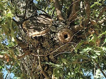 Callo y follaje de roble