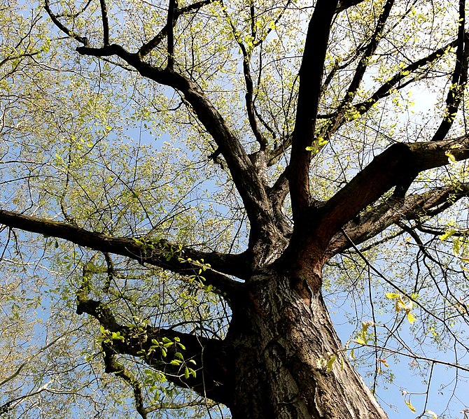 File:Quercus rubra - Palmengarten Frankfurt.jpg