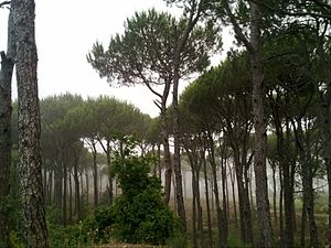 R'as Al-matn pine forest-Lebanon.jpg