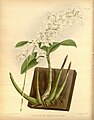 Dendrobium kingianum (as syn. Dendrobium kingianum var. album) Plate 332 in: R.Warner - B.S.Williams: The Orchid Album (1882-1897)