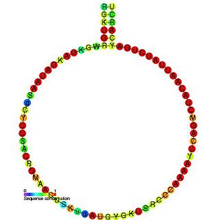 Small nucleolar RNA Z155