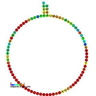 Small nucleolar RNA Me28S-Gm3113