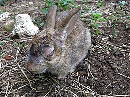 Description de l'image Rabbit with Myxomatosis on Flat Holm island, Wales. September 2013.jpg.