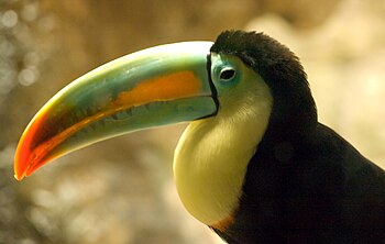 Keel-billed Toucan (also known as Sulfur-breas...