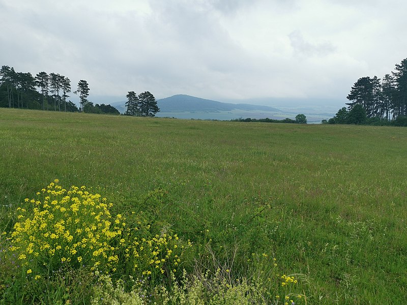 File:Rasdorfer Berg 2020-06-04 3.jpg