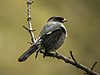 Merah-crested Cotinga - EcuadorDSCN2925.jpg