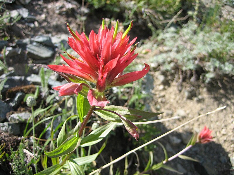 File:Red Indian Paintbrush.jpg