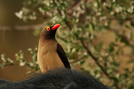 Red billed oxpecker close.jpg