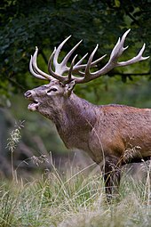 Mature red deer stag, Denmark Red deer stag 2009 denmark.jpg