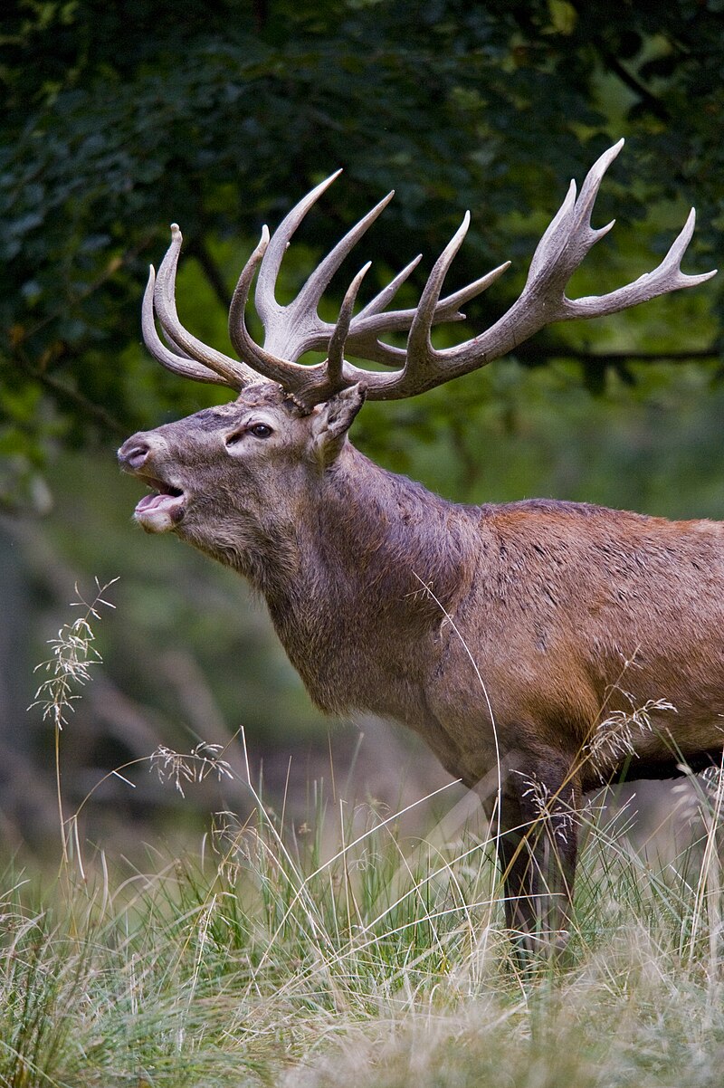 can dogs eat wild deer antlers