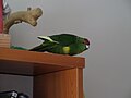 Red-fronted Kakariki, Cyanoramphus novaezelandiae, pied, female, during head moulting (she was recovering after parasites)