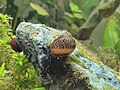 Red racer nerite, Vittina waigiensis from the Philippines 07.jpg