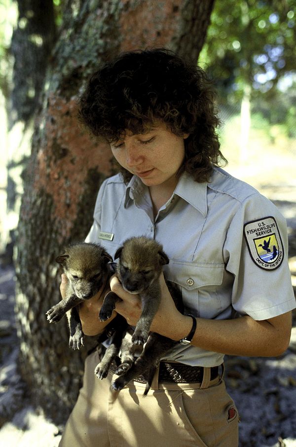 USFWS worker with red wolf pups, August 2002