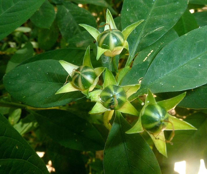 File:Reinwardtia indica, vrugte, Manie van der Schijff BT, a.jpg