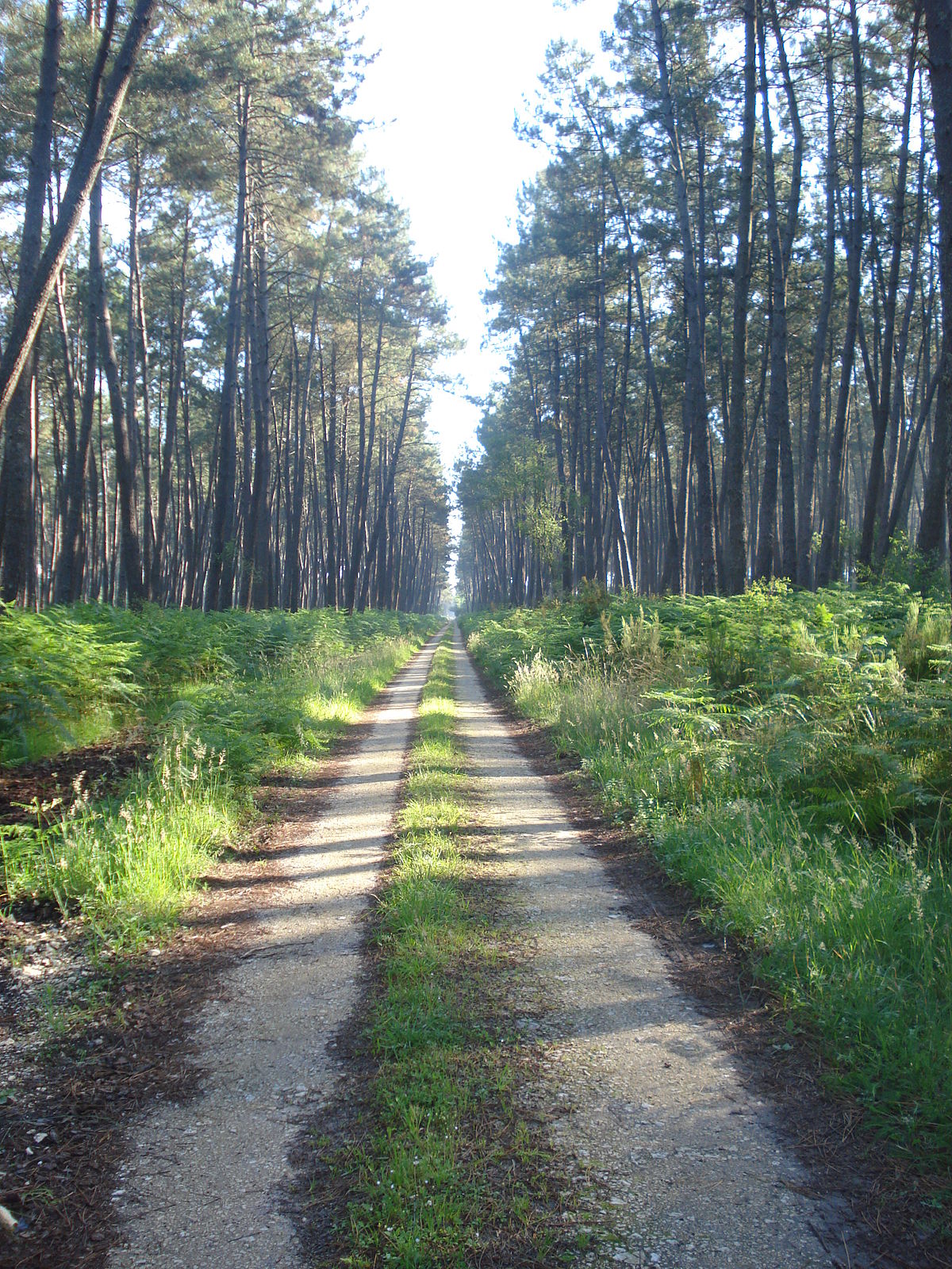 image des landes