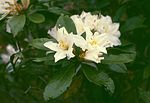 Thumbnail for Rhododendron moulmainense