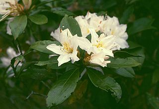 <i>Rhododendron moulmainense</i> Species of plant