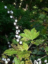 Ribes bracteosum