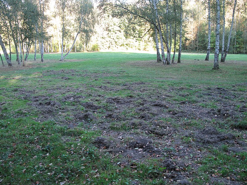 File:Ripped ground by wild pigs in the bois de Vaires.jpg