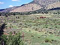 Roaming Horses Near Seligman, Arizona - panoramio.jpg