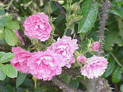 Rosa rugosa6.jpg