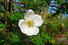 Rosa sericea - flower, Zoo Plzen.jpg