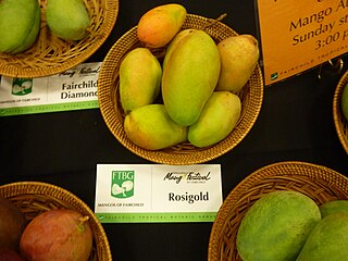 Rosigold Mango cultivar