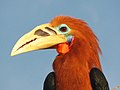 Rufous-necked hornbill 1.jpg