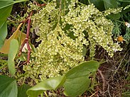 Rumex lunaria (Puntallana) 06.jpg