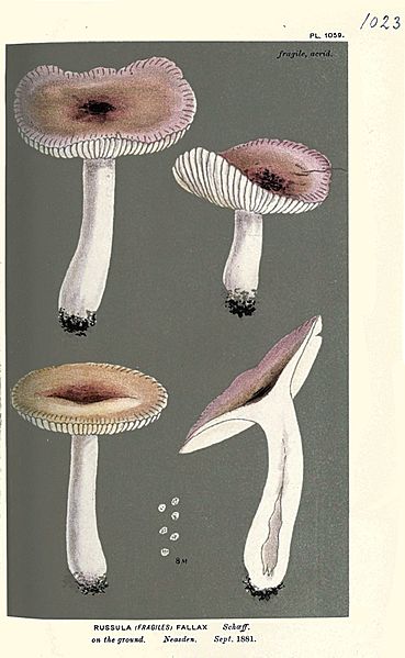 File:Russula fallax-Cooke.jpg