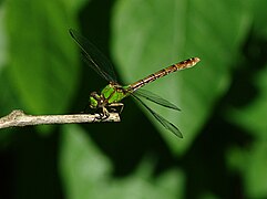 Green snaketail dragonfly - a national animal of Qennes