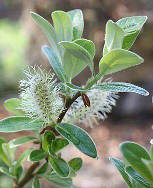 Salix helvetica kvet.jpg