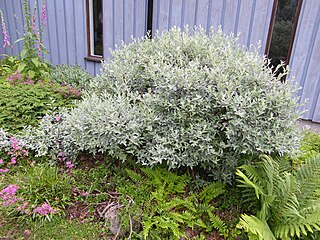 <i>Salix lapponum</i> Species of shrub