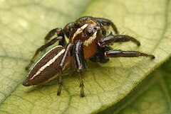 ♂ Colonus puerperus