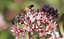 Pasir Tawon Ammophila sabulosa di Rami Agrimony Eupatorium cannabinum.JPG