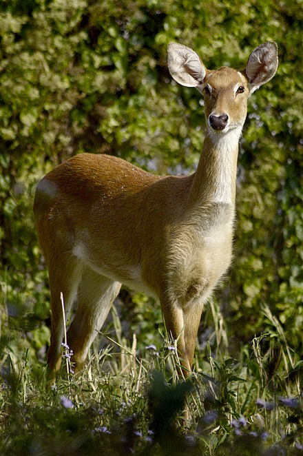 Sangai (Cervus eldi eldi), the dancing deer inside Keibul Lamjao National Park, the world's only floating national park.