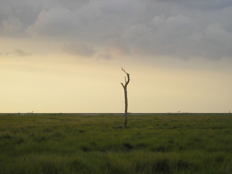 .::Parque nacional y natural de Doñana::. 800px-Sanlucar_barrameda_marisma2