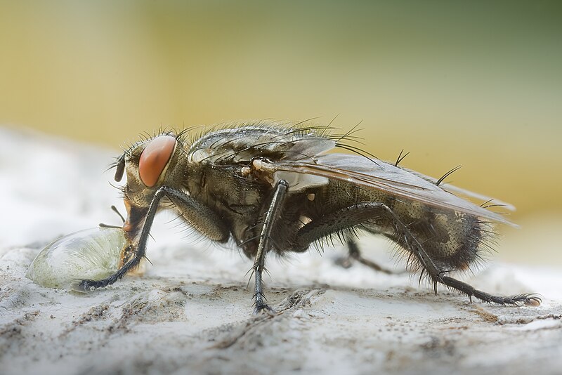 File:Sarcophaga sp male.jpg