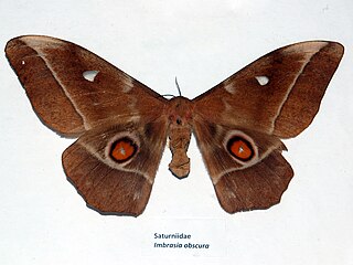 <i>Imbrasia</i> Genus of moths