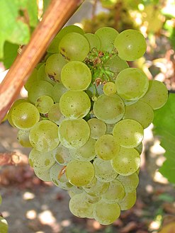 Sauvignon blanc grapes.jpg