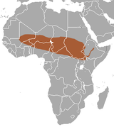 Savanna Shrew area.png