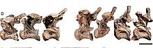 Dorsal vertebrae Savannasaurus dorsal vertebrae.jpg
